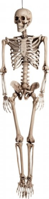 Skelet 160 cm